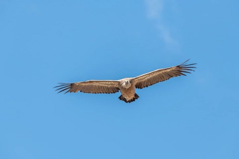 Griffon vultures