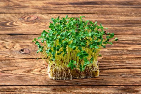 Fresh microgreens. Sprouts of flax on wooden background