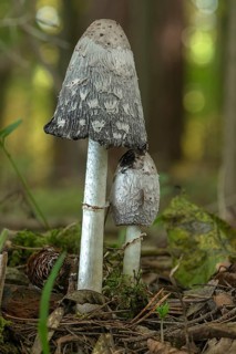 Shaggy ink cap