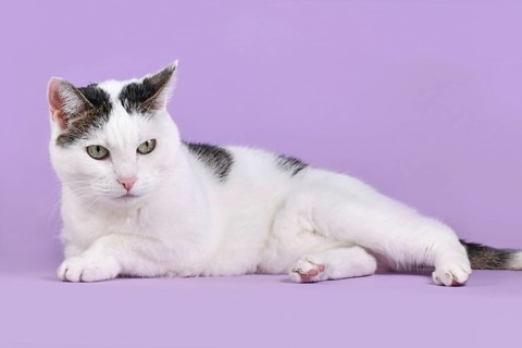 White and tabby European Shorthair cat lying down on violet background