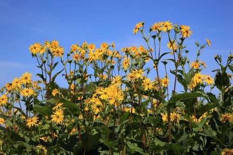 Cup plant