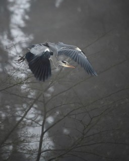 Grey heron
