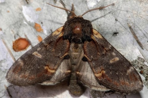 Dromedary tooth moth butterfly with open wings sitting on tree trunk from behind