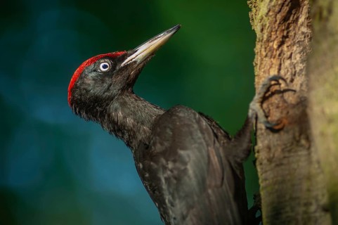 Black Woodpecker