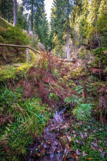 A small stream in the Schoenjungferngrund in the Ore Mountains
