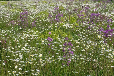 Flower meadow with mainly daisies
