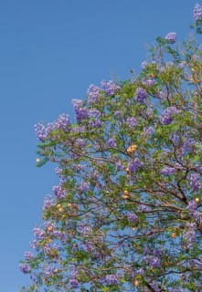 Rosewood tree