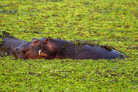 Hippopotamus