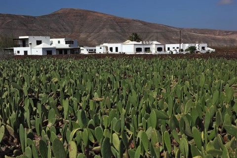 (Opuntia) plantations for the breeding of the cochineal scale insect, near Guatiza, Lanzarote,