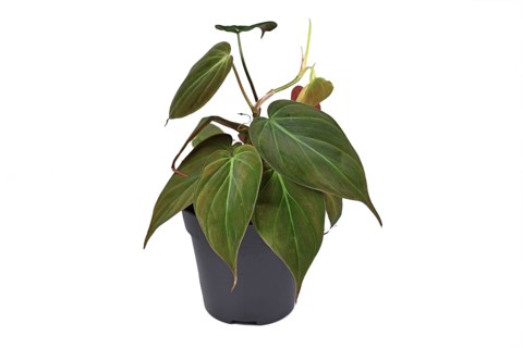 Tropical Philodendron Hederaceum Micans house plant with heart shaped leaves with velvet texture on white background