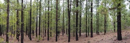 Canary pines after a forest fire