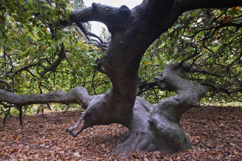 Suentelbuche