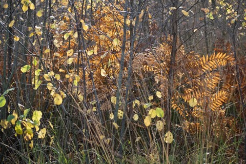 Royal fern