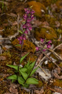 Red-brown hellebore