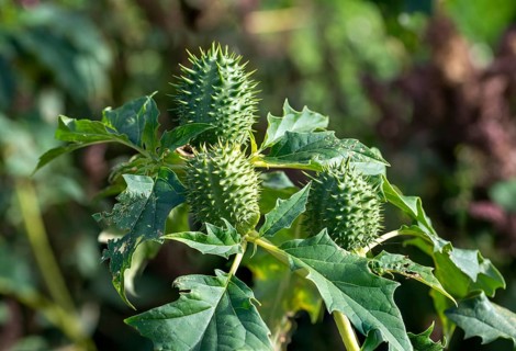 Jimson weed