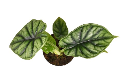 Top view of topical 'Alocasia Baginda Dragon Scale' houseplant in flower pot on white background