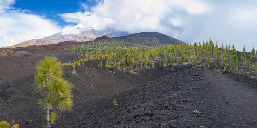 Canary island pines