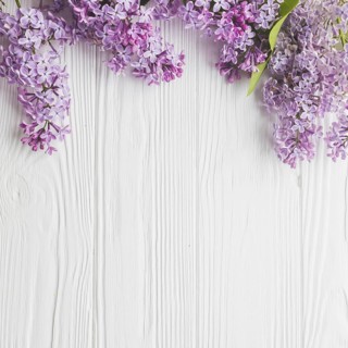 Close up lilac white