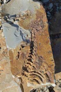 Approx. 300 million year old fossils of Mesosaurus tenuidens near Keetmanshoop
