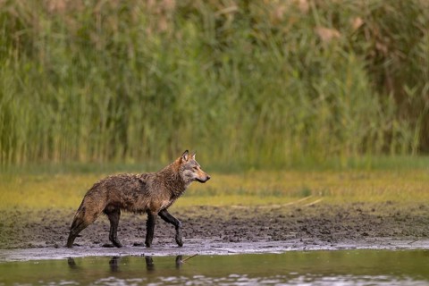 European gray wolf