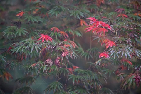 Japanese fan maple