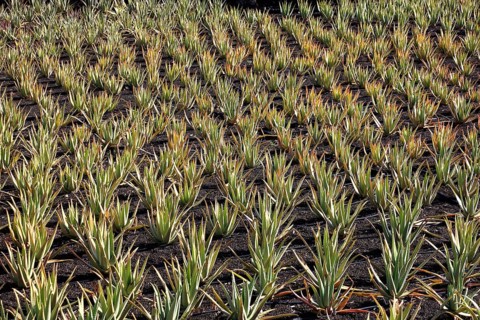 Aloe Vera Plantation at Orzola