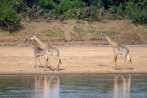 Rhodesian giraffe