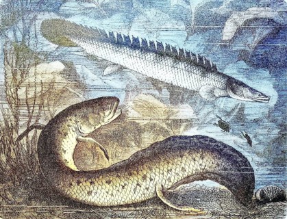 African west african lungfish