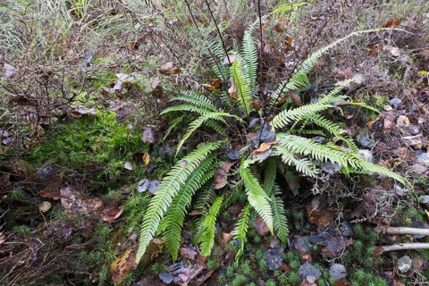 Hard-fern