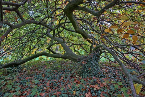 Suentelbuche