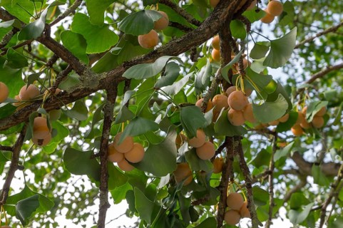 Gingko