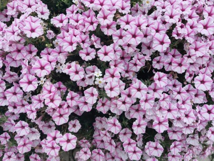 Garden petunia