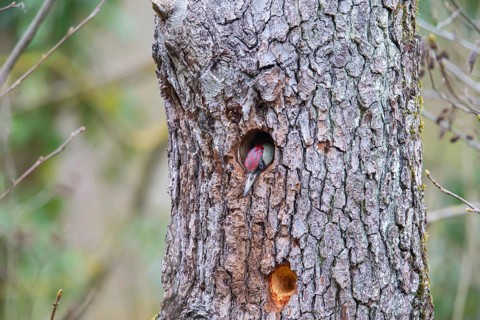 European green woodpecker