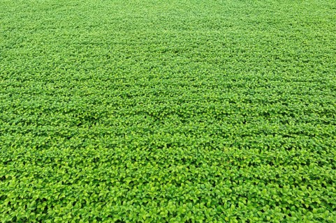 Giant soy fields