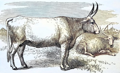 Zebu