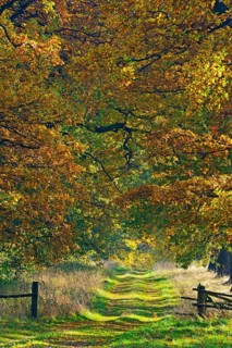 Idyllic avenue in autumn with old oak trees