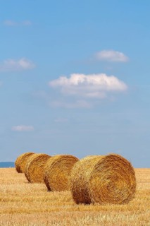 Stubble field with straw rolls
