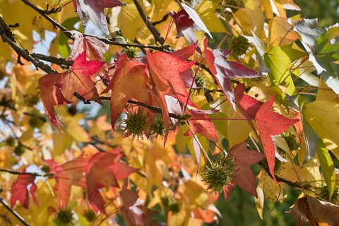 Sweetgum