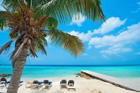 View of Caribbean beach with palm tree Coconut palm