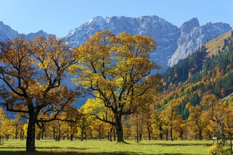 Autumn-coloured maples