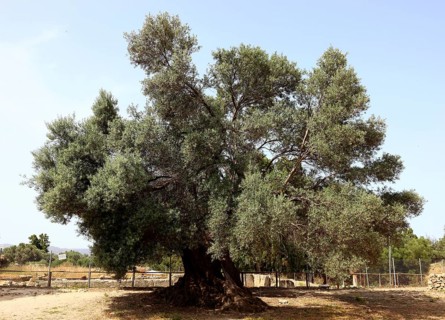 Single olive tree