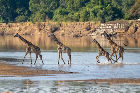 Rhodesian giraffe