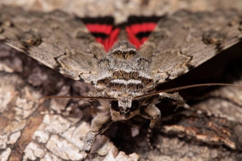 Rosy Underwing Moth with open wings sitting on tree trunk from the front