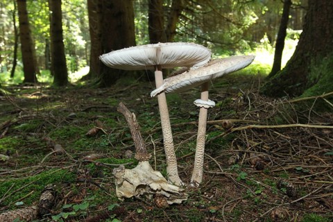 Parasol or common giant parasol mushroom