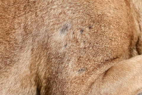 Multiple small bald spot in fur of short haired dog