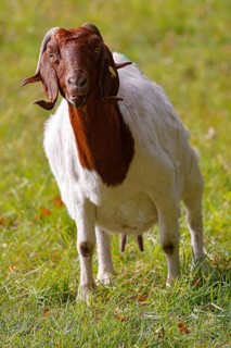 Boer domestic goat