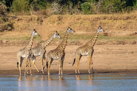 Rhodesian giraffe