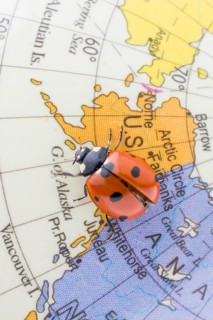 Ladybug walking on a little colorful model globe