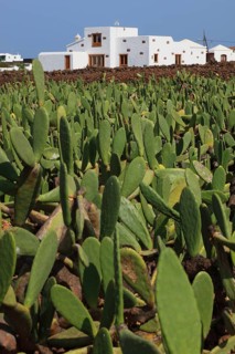 (Opuntia) plantations for the breeding of the cochineal scale insect, near Guatiza, Lanzarote,