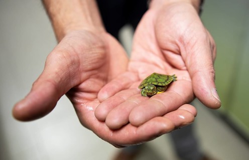 Men's hands holding a North American pond slider